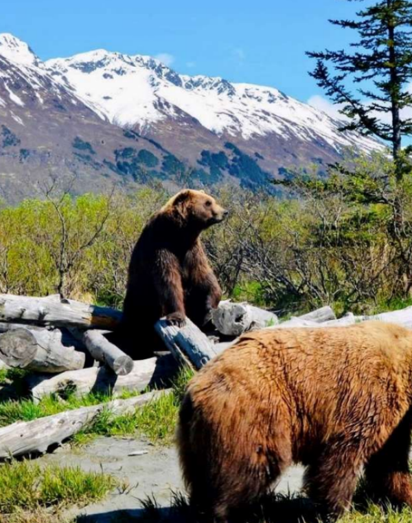 Verão no Alasca - Julho
