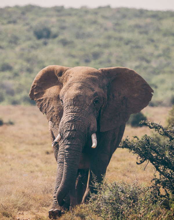 África do Sul - Janeiro