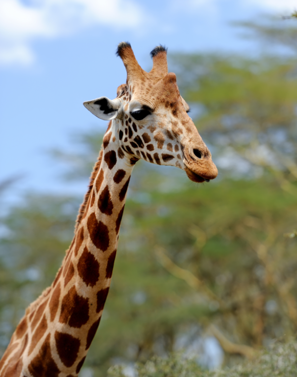 Kenya e Seychelles - Agosto